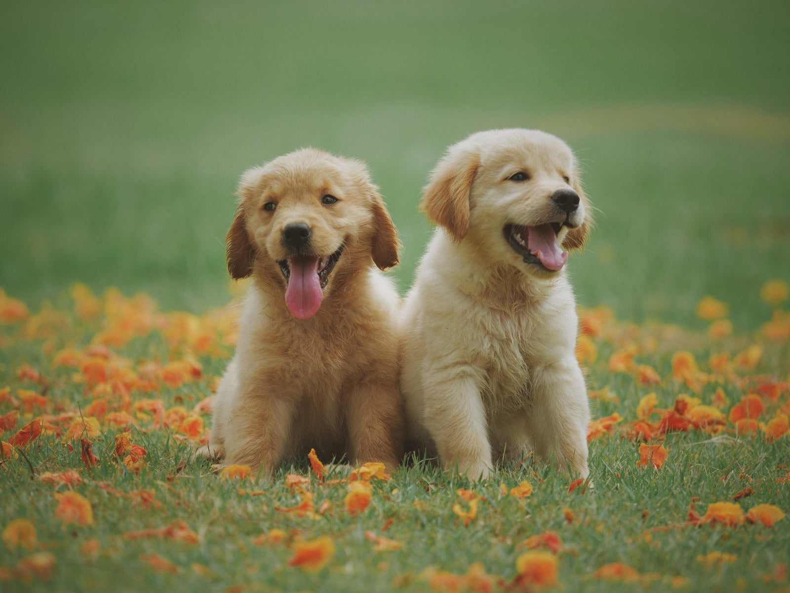 🐶 DOG COLLECTION