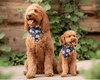 BANDANA PETS™ | Multicolor Bandana&#39;s Dogs | Animal scarf - FANTASY BIG STORE