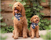BANDANA PETS™ | Multicolor Bandana&#39;s Dogs | Animal scarf - FANTASY BIG STORE