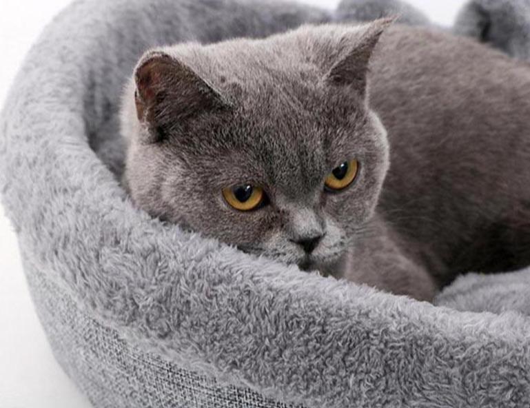 Comfortable bed's cats heart form | Shaped kennel for pets - FANTASY BIG STORE