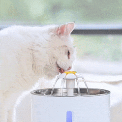 WATERCAT™