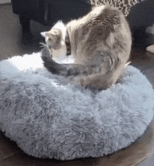 KITTY BED™ - FANTASY BIG STORE
