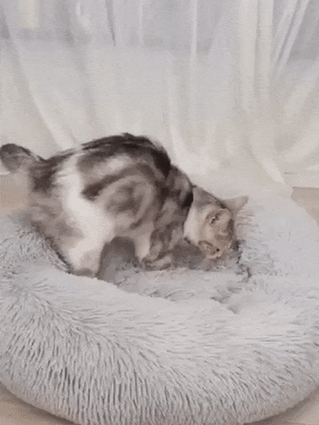 KITTY BED™ - FANTASY BIG STORE