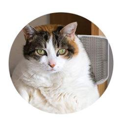 CAT MASSAGER™ - FANTASY BIG STORE