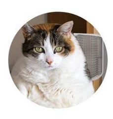 CAT MASSAGER™ - FANTASY BIG STORE