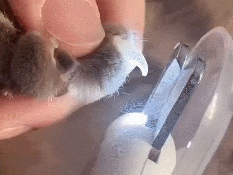 PET NAIL TRIMMER™ - FANTASY BIG STORE