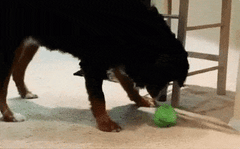 Roller Pets Ball™ | Interactive toy ball for cats and dogs - FANTASY BIG STORE