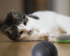 ROLLER PETS BALL™ - FANTASY BIG STORE