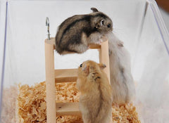 Small wooden ladder worked for hamster climbing - FANTASY BIG STORE