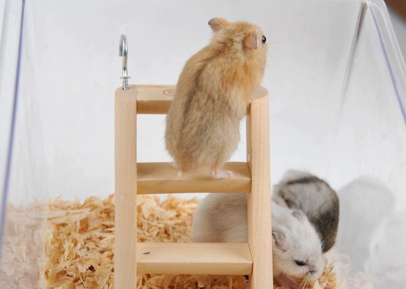 Small wooden ladder worked for hamster climbing - FANTASY BIG STORE