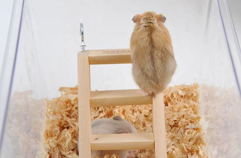 Small wooden ladder worked for hamster climbing - FANTASY BIG STORE