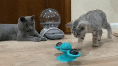 Turn Girella™ | Spinner toy for cats | With catnip - FANTASY BIG STORE